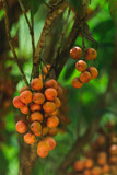 Burmese grape