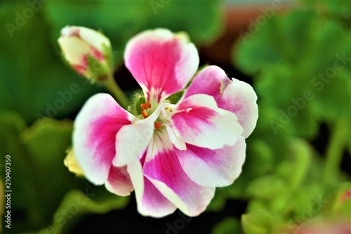 Geranium blanc et rose