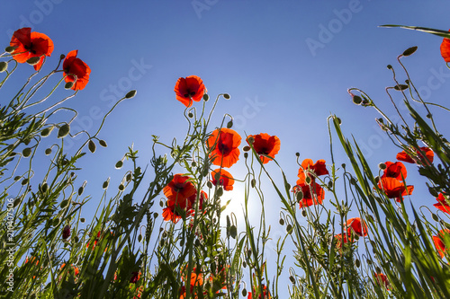 Fototapeta Naklejka Na Ścianę i Meble -  Low angle view of wonderful bright fully blooming red poppies and buds on high green stems lit by summer sun against bright blue sky. Beauty and tenderness of nature concept.