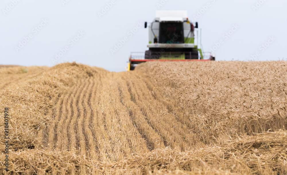 Fototapeta premium Harvesting of wheat field with combine