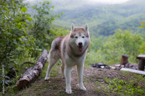 Portrait of wild and free dog breed Siberian husky standing in the forest. A dog on a natural mountains background in summer season on cloudy day