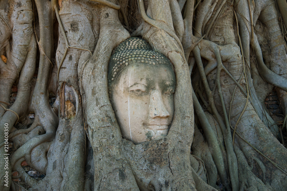 The head of an ancient sculpture of Buddha in tree roots. Symbol cities of Ayutthaya, Thailand