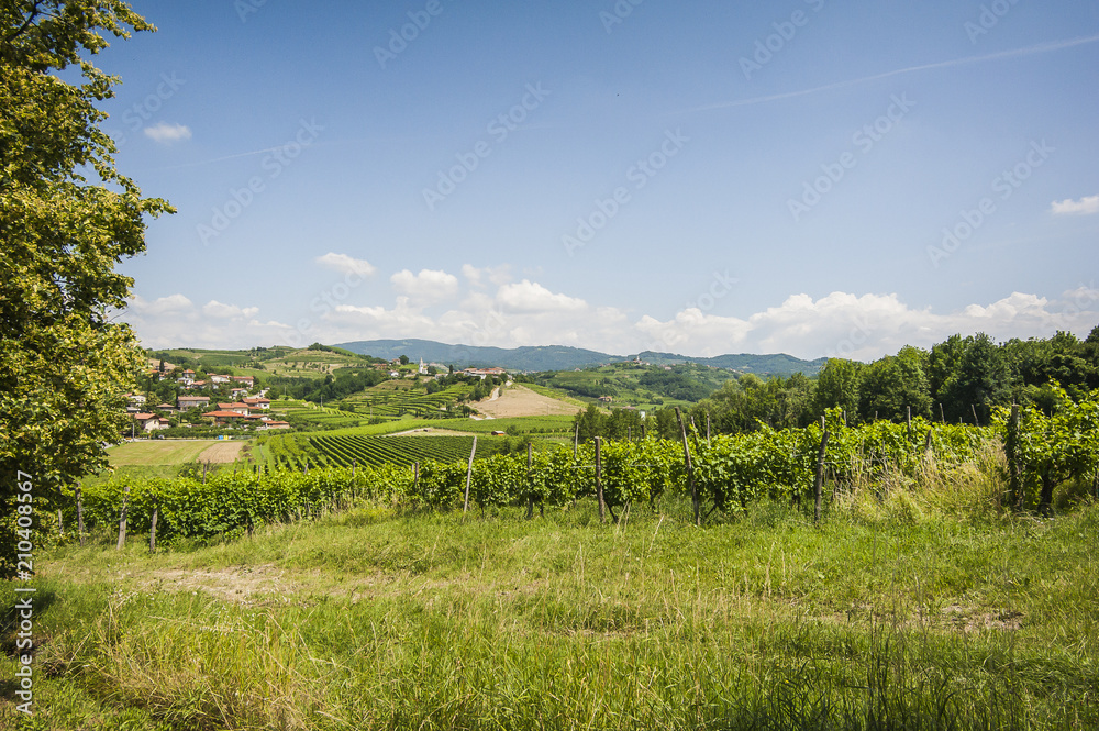 Paesaggio del collio sloveno