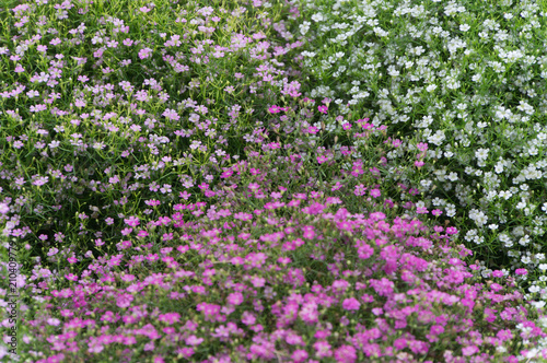 close up background of colorful blooming gypsophila flower.