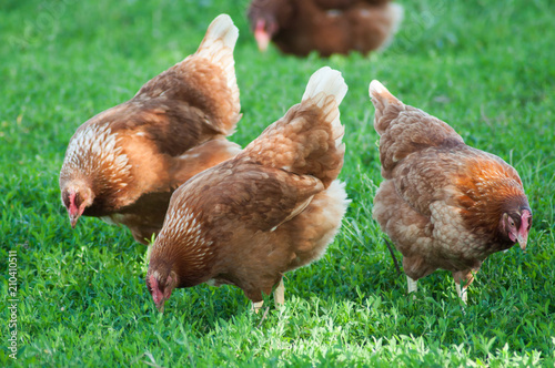 portrait of chicken in a Traditional free range poultry farming