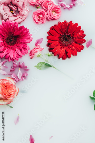 Fototapeta Naklejka Na Ścianę i Meble -  top view of colorful roses, gerbera and chrysanthemum flowers in milk