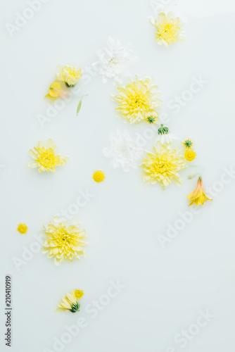 top view of yellow and white chrysanthemum flowers in milk backdrop © LIGHTFIELD STUDIOS