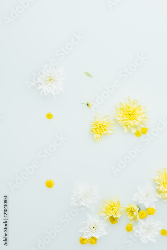 top view of yellow and white chrysanthemum flowers in milk backdrop