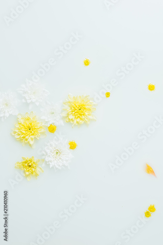 top view of yellow and white chrysanthemum flowers in milk backdrop