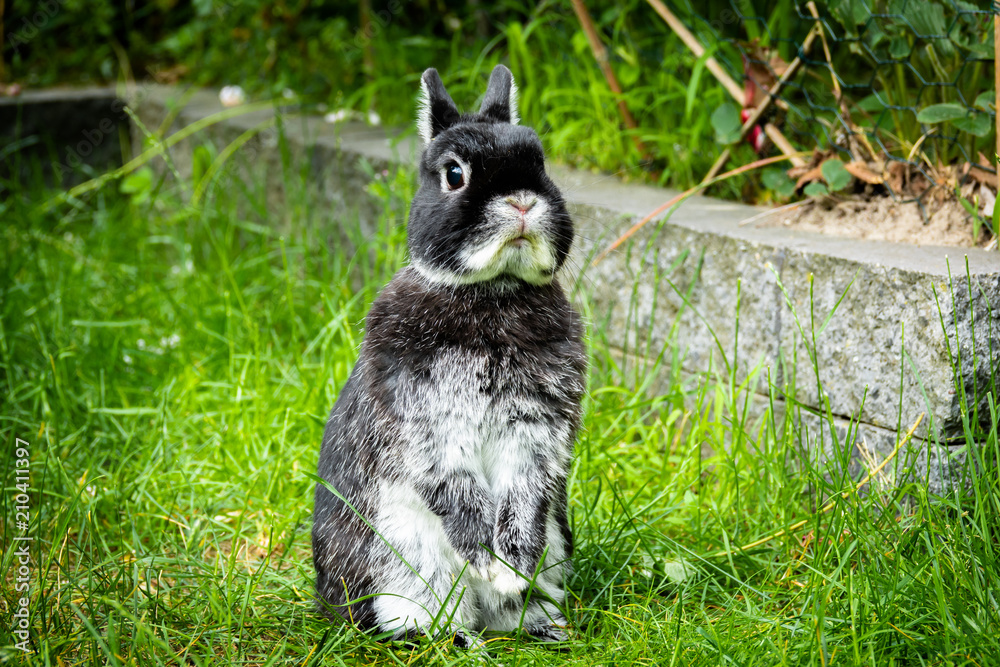 Fototapeta premium Portrait of a Netherland Dwarf rabbit, the smallest breed of rabbits. This adult male weights less than 900 gram.