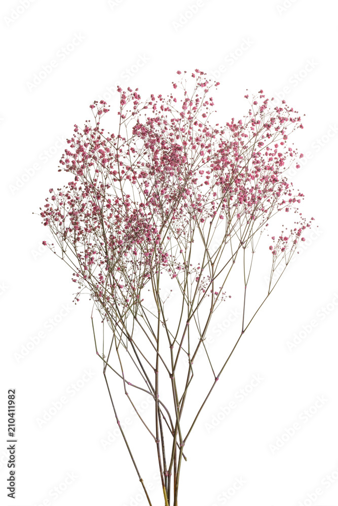 Obraz premium Dry pink baby's breath flowers isolated on white background