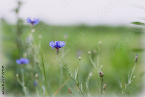 Blue flowers growing on a meadow - cornflowers. Large background blur, small depth of field.