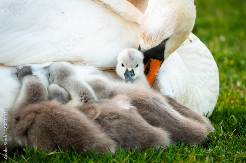 Fototapeta Naklejka Na Ścianę i Meble -  young swans in a pond at Heinenoord, the Netherlands