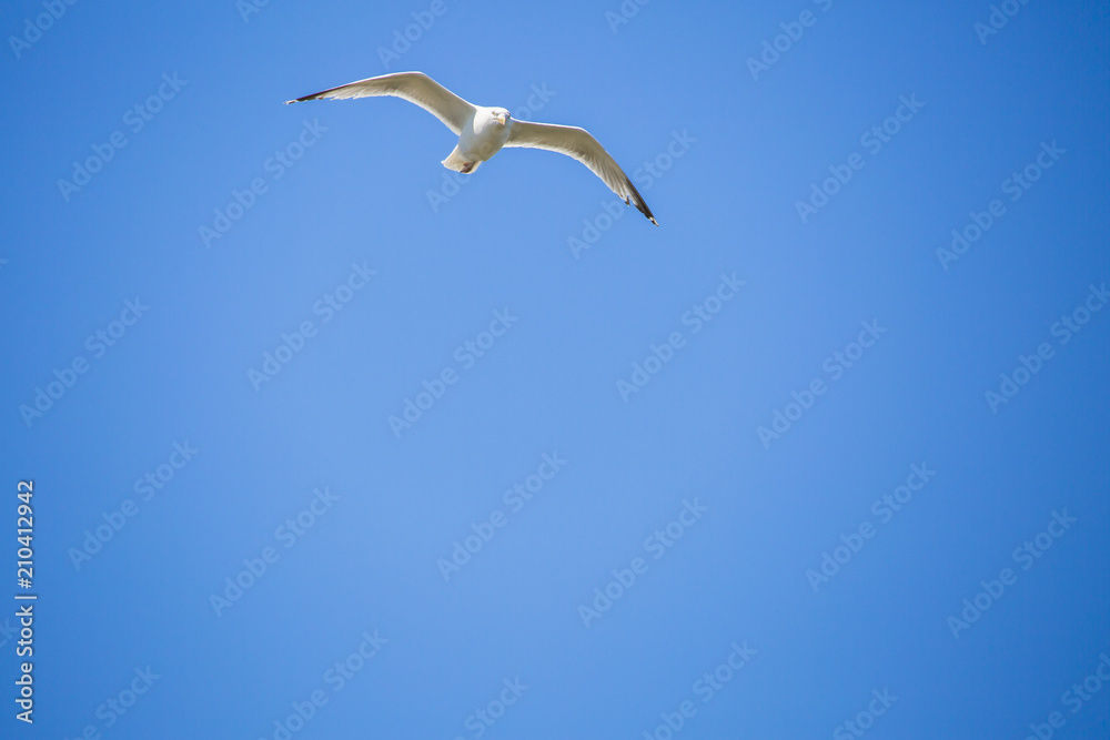 Mouette en plein vol sur fond de ciel bleu Mouette en plein vol sur fond de ciel bleu