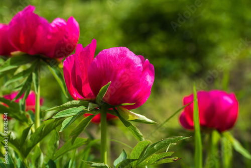 Flowering red and burgundy Peony