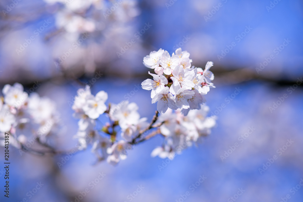 桜の花