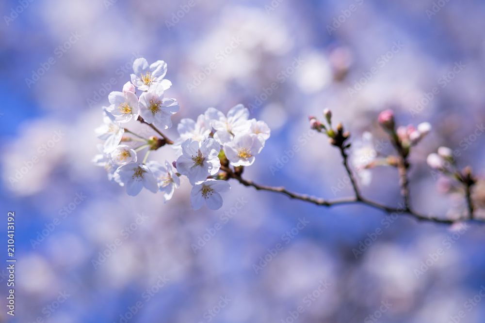 桜の花 桜の花