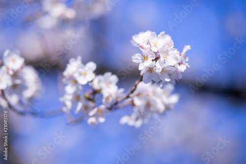 桜の花 © Hiroki Obara