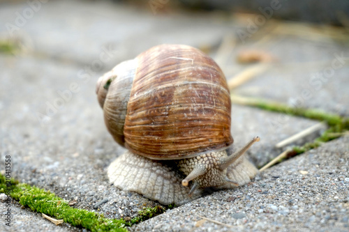 Snail with spiral shell