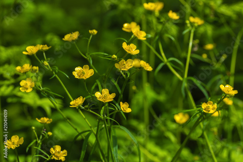 Flowering of yellow wildflowers