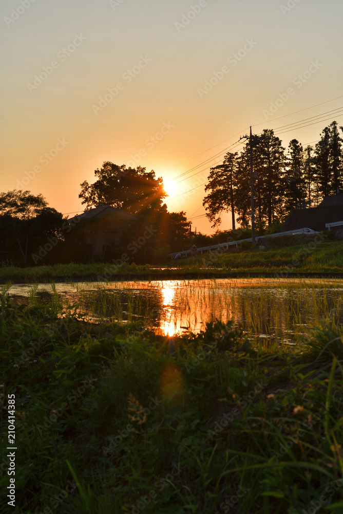 Obraz premium Sunset of the rice field of Japan