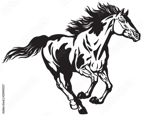 Fototapeta horse running free