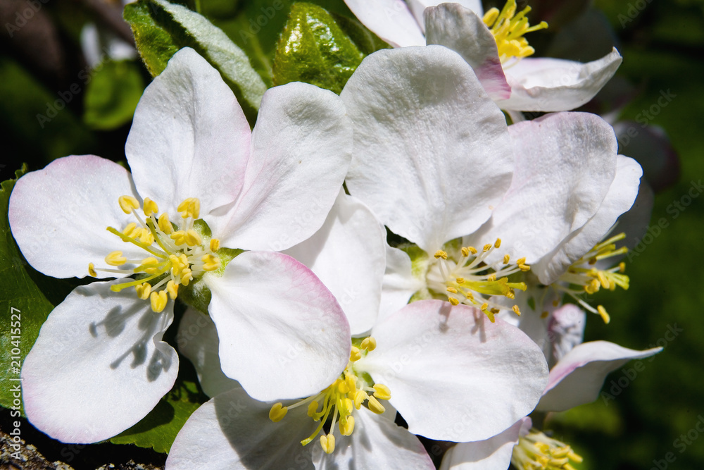 Fototapeta premium Beautiful flowers of an apple-tree close-up.