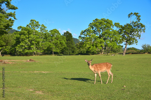 Deer of Nara-koen Park