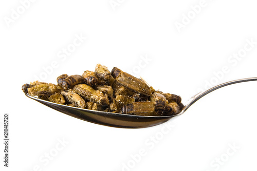 A handful of fried grasshoppers with soy sauce lies on a spoon.