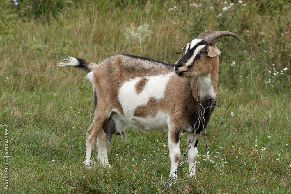 White and brown goat portrait. Close up and head of mammal, farming animal. Farm animals eating grass. White and brown goat portrait. Close up and head of mammal, farming animal. Farm animals eating grass.