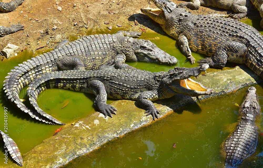Naklejka premium Crocodile taking sunbath in the crocodiles farm, Thailand 