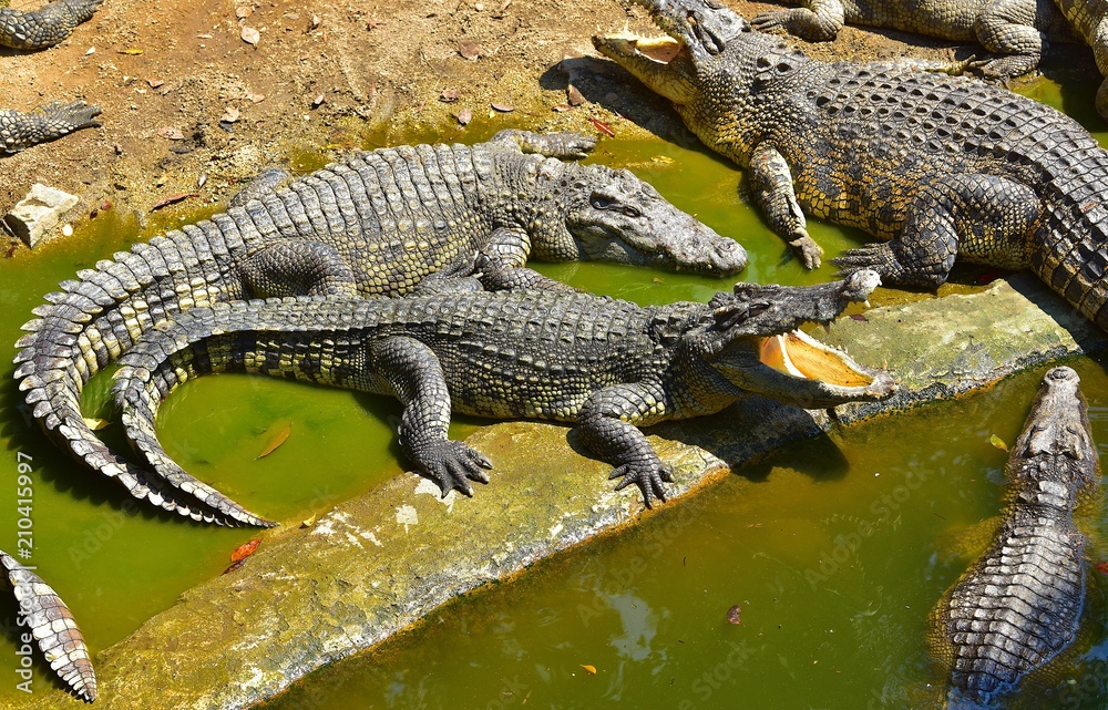 Crocodile taking sunbath in the crocodiles farm, Thailand Crocodile taking sunbath in the crocodiles farm, Thailand