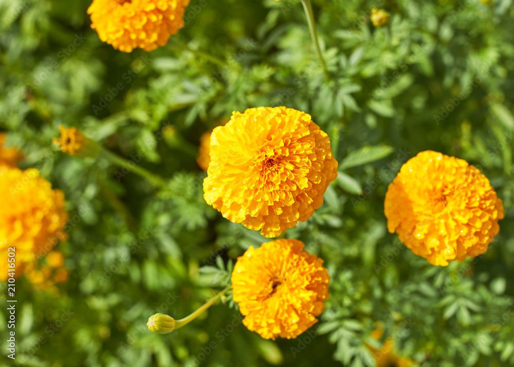 Beautiful Marigold flowers Beautiful Marigold flowers