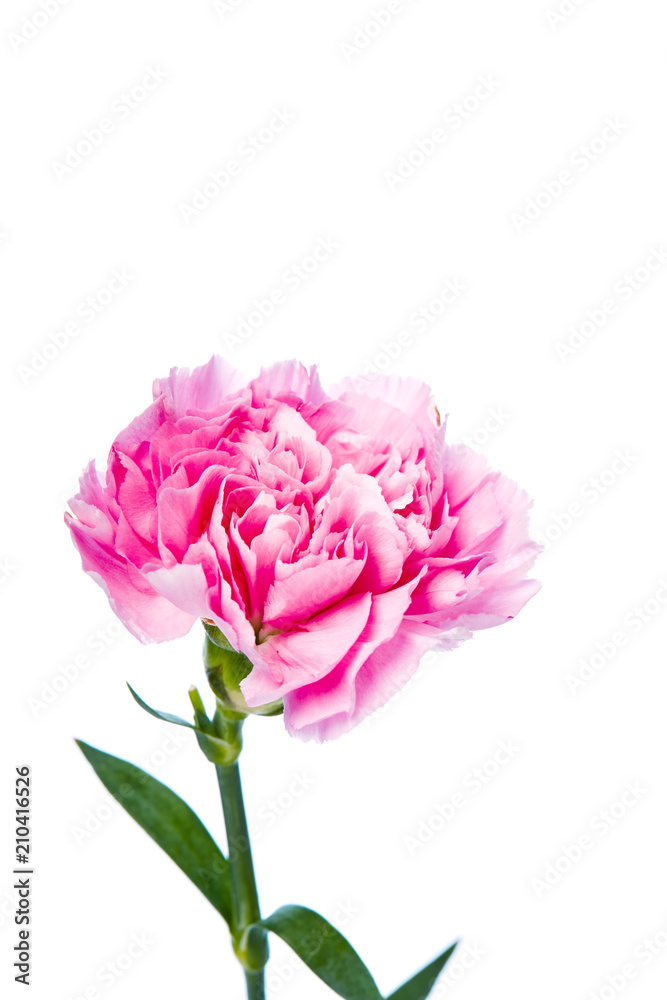 carnation flower isolated on white background carnation flower isolated on white background