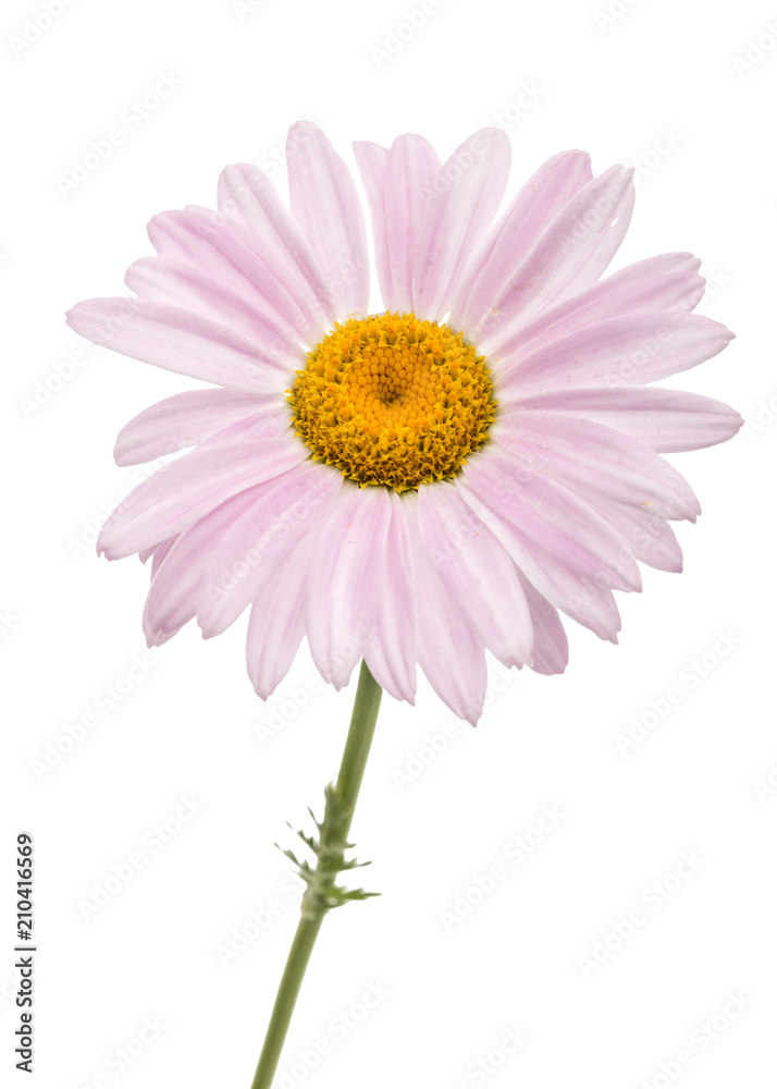 Flowers of pyrethrum, isolated on white background Flowers of pyrethrum, isolated on white background