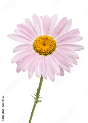 Flowers of pyrethrum  isolated on white background