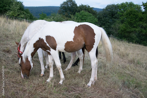 three horses © Reinhold