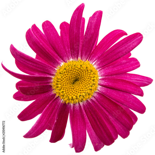 Flower of pyrethrum  isolated on white background