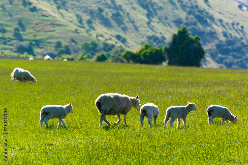 Obraz premium <ニュージーランド>牧場の羊