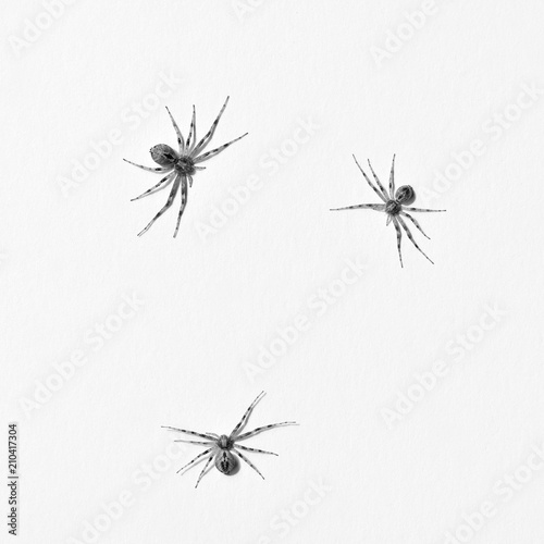 Predatory spider isolated on white background