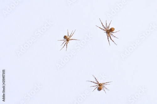 Predatory spider isolated on white background
