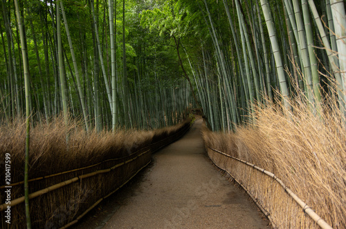 京都の竹林の道