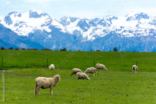 <ニュージーランド>牧場の羊