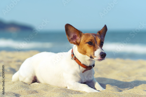 Portrait of Jack Russell Terrier. Dog playing on the beach sea at sunset © marina_larina