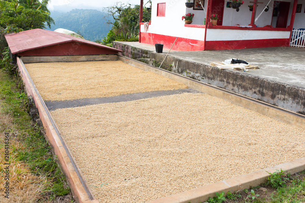 Coffee beans drying in the sun Coffee beans drying in the sun