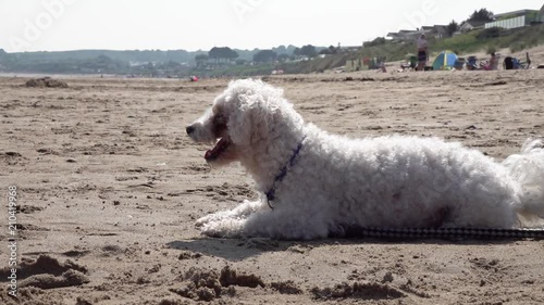 A dog lies on a beach looking to the sea