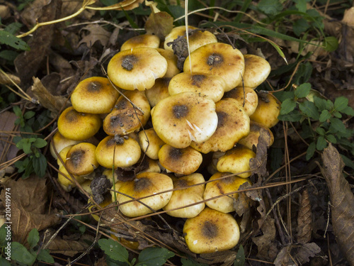 Honey mushrooms in the forest