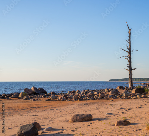Lonely pine tree on the beach with stones - peace