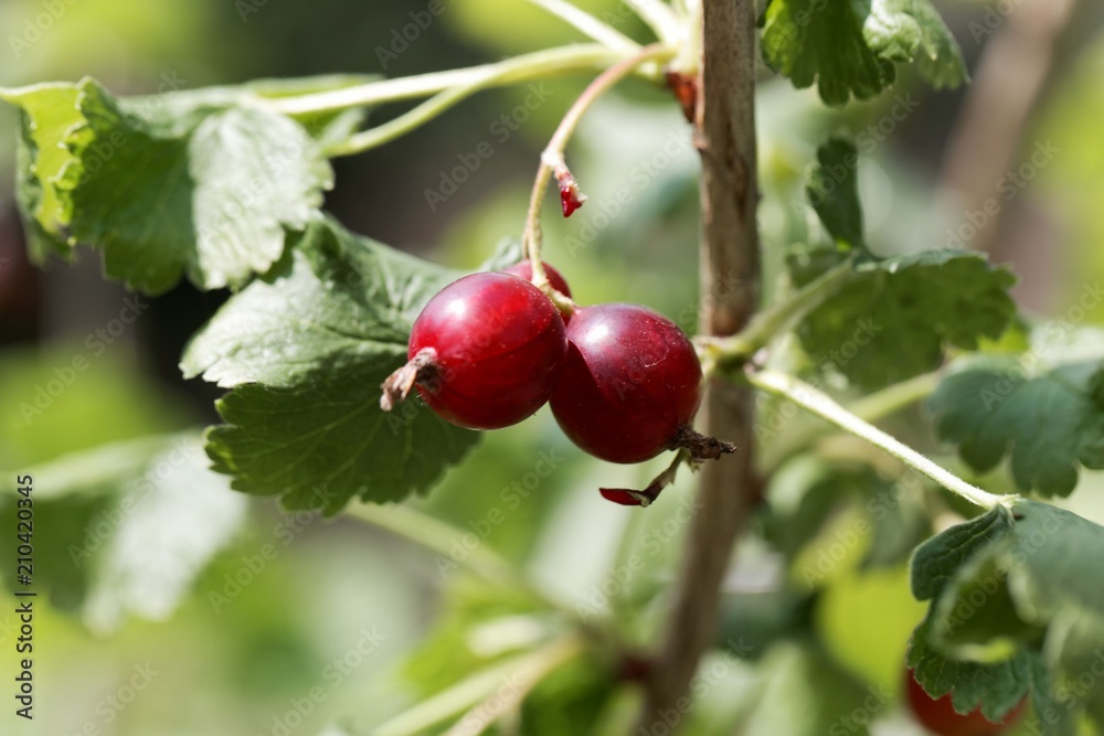 Fruits of a jostaberry bush (Ribes × nidigrolaria) Fruits of a jostaberry bush (Ribes × nidigrolaria)