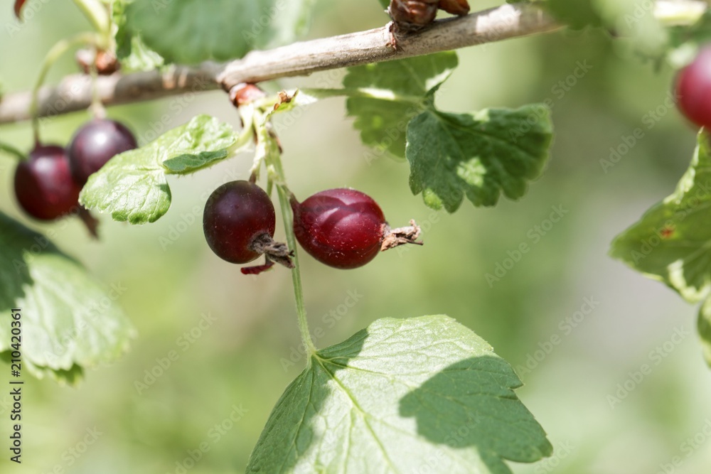 Fruits of a jostaberry bush (Ribes × nidigrolaria) Fruits of a jostaberry bush (Ribes × nidigrolaria)